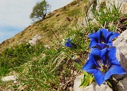 37 Gentiana clusii (Genziana di Clusius)